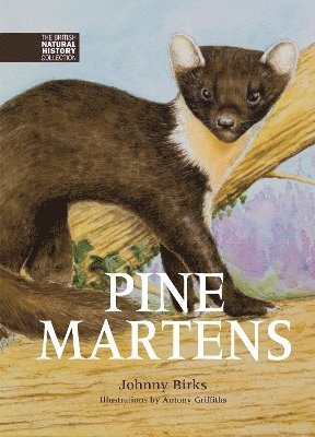 Pine Martens 1