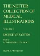 bokomslag The Netter Collection of Medical Illustrations - Digestive System