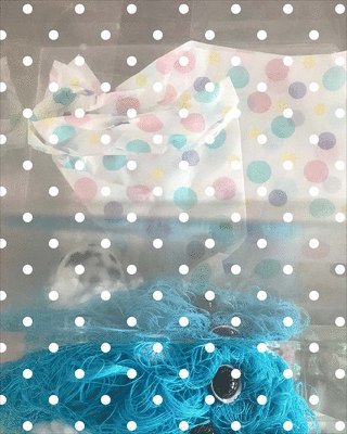 Liz Magor, Dan Byers, Solveig Øvstebø, Sheila Heti, Mitch Speed, Dan Byers, Solveig Øvstebø - Liz Magor: BLOWOUT, Inbunden