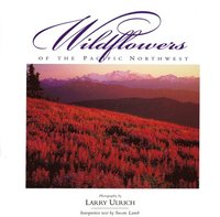 bokomslag Wildflowers of the Pacific Northwest