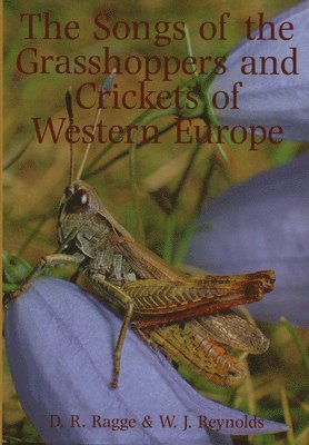 bokomslag Songs of the Grasshoppers and Crickets of Western Europe