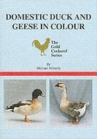 Domestic Duck and Geese in Colour