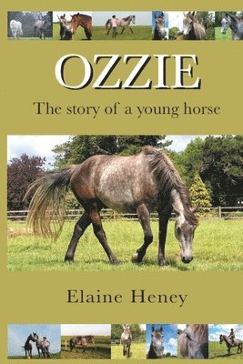 bokomslag Ozzie - The story of a young horse