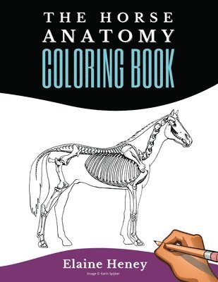 Horse Anatomy Coloring Book For Adults 1