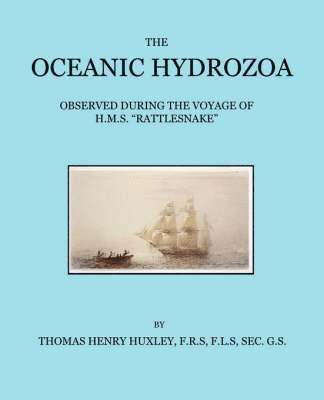 Oceanic Hydrozoa 1