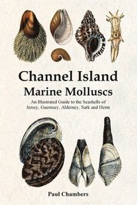 bokomslag Channel Island Marine Molluscs