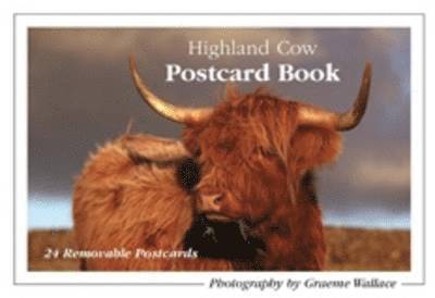 Highland Cow Postcard Book 1