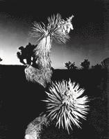 Chris Shaw - Horizon Icons, Inbunden