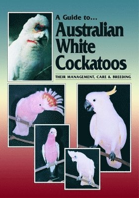 Australian White Cockatoos 1
