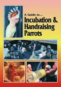 bokomslag Incubation and Handraising Parrots