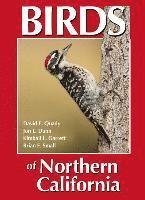 Birds of Northern California 1