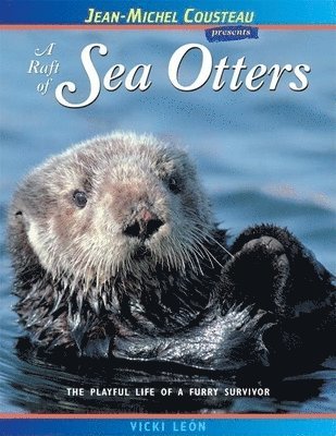 A Raft of Sea Otters 1