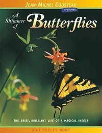 bokomslag A Shimmer of Butterflies