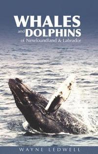 bokomslag Whales & Dolphins of Newfoundland & Labrador