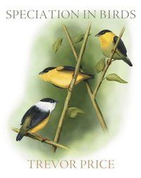 bokomslag Speciation in Birds