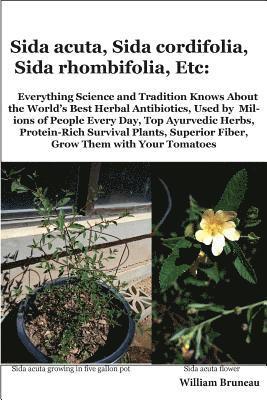 Sida acuta, Sida cordifolia, Sida rhombifolia, Etc.: Everything Science and Tradition Knows about the World's Best Herbal Antibiotics, Used by Million 1