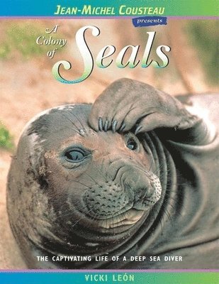 Colony of Seals