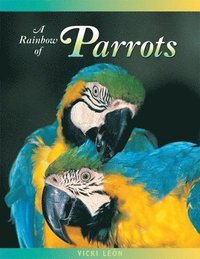 bokomslag Rainbow Of Parrots
