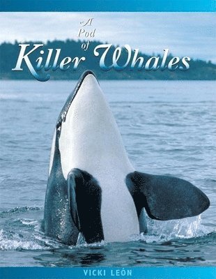 A Pod of Killer Whales 1