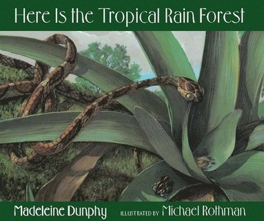 bokomslag Here Is the Tropical Rain Forest