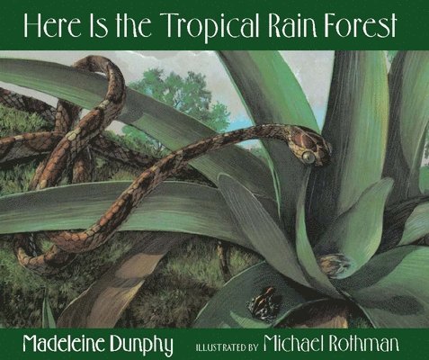 Here Is the Tropical Rain Forest