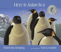 bokomslag Here Is Antarctica