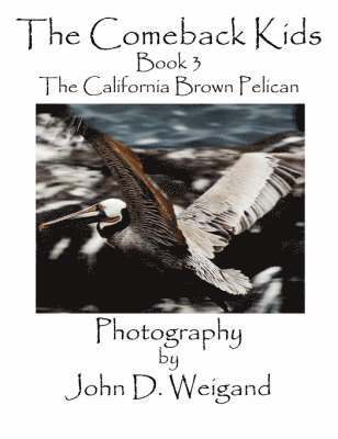 bokomslag The Comeback Kids, Book 3, the California Brown Pelican