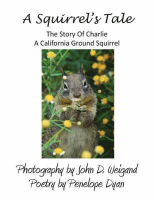 bokomslag Squirrel's Tale