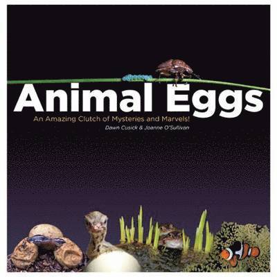 ANIMAL EGGS
