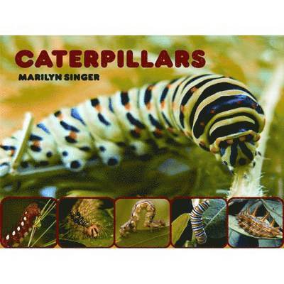 Marilyn Singer - CATERPILLARS, Inbunden