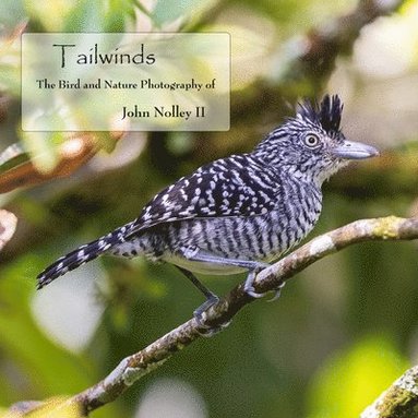 bokomslag Tailwinds