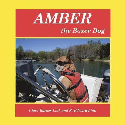 Amber the Boxer Dog