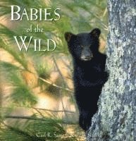 bokomslag Babies of the Wild