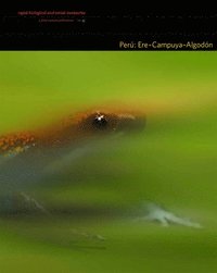 bokomslag Peru: Ere-Campuya-Algodon - Rapid Biological and Social Inventories: 25