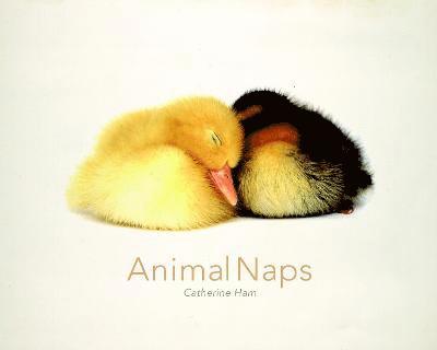 ANIMAL NAPS