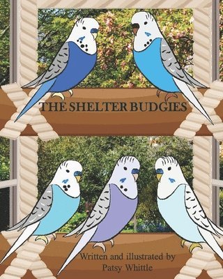 Shelter Budgies