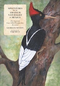 bokomslag Adventures of an Amateur Naturalist in Mexico: The Imperial Ivory-billed Woodpecker, Revisited