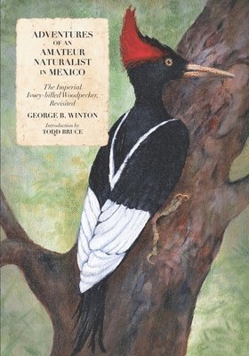 Adventures of an Amateur Naturalist in Mexico: The Imperial Ivory-billed Woodpecker, Revisited 1