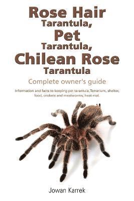 Rose Hair Tarantula, Pet Tarantula, Chilean Rose Tarantula 1