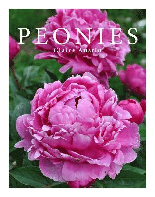 Peonies 1