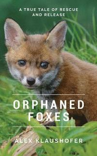 bokomslag Orphaned Foxes