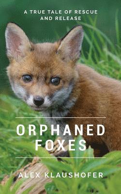 Orphaned Foxes 1