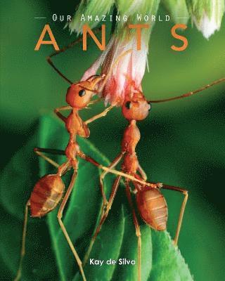 bokomslag Ants