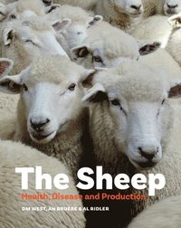 bokomslag The Sheep