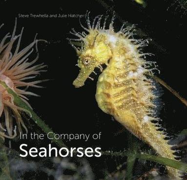 bokomslag In the Company of Seahorses