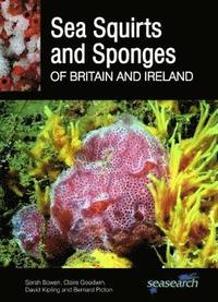 bokomslag Sea Squirts and Sponges of Britain and Ireland