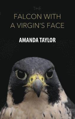 Falcon with a Virgin's Face