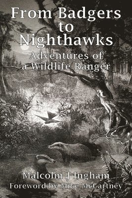 bokomslag From Badgers to Nighthawks: Adventures of a Wildlife Ranger