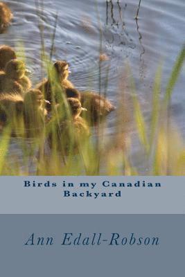 Birds in my Canadian Backyard 1