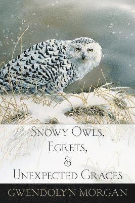 bokomslag Snowy Owls, Egrets, and Unexpected Graces